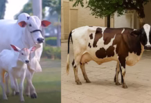 NLM Udyamimitra Loan Subsidy: Redefining Credit for Grassroots Growth Cow Loan